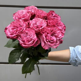 Milo Flowers