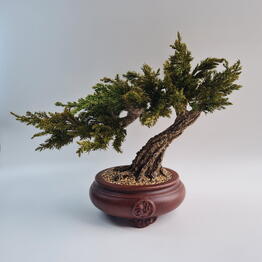 Nature Moss