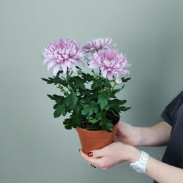 FLOflowers x Зюзино