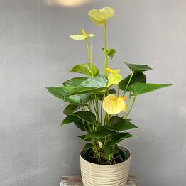 florein 