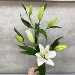 FlorSeason