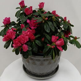 Romashka flowers 24 time