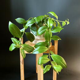 Maranta Homeplants