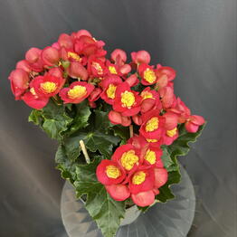 Sofi_flowers