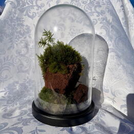 Florarium nch