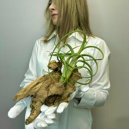 Jules Flower Atelier