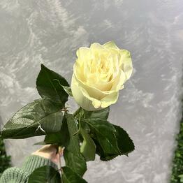 Esperansa