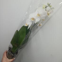 Цветы