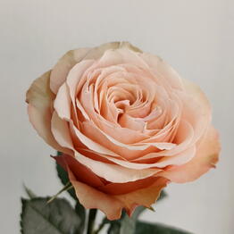 Flowers Story