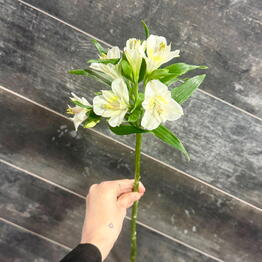 Elite Rose