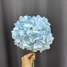 Sofi_flowers
