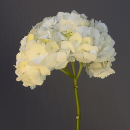 Glamely flowers