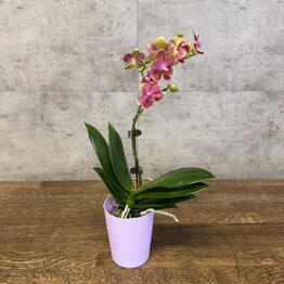 LuxuryPlants