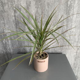 Mansarda Form&Flora