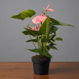 April_Plants