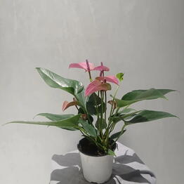  Lili Flowers