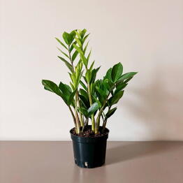 Musa Plants