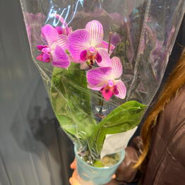 Министерство Цв🌸тов Киевская