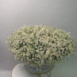 Bouquet of Chamomile