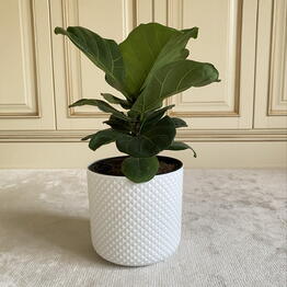 Palmy i Fikusy
