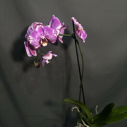 Srezka