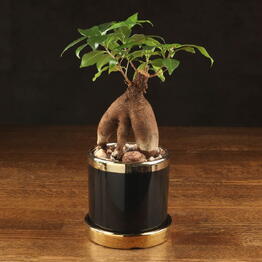 LuxuryPlants