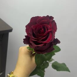 KOLYUCHKA