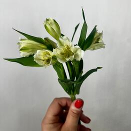 The most persistent flower of alstroemeria