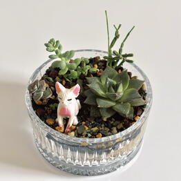 Plan Plants