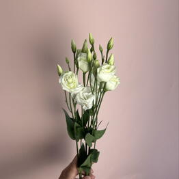 Floroom