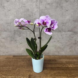 LuxuryPlants