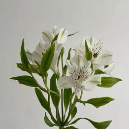 Happy Flower