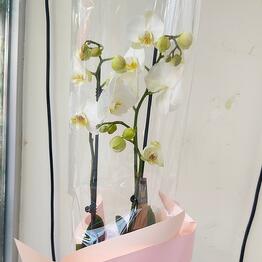 Flor de Star