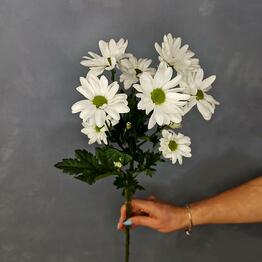 Samflowers