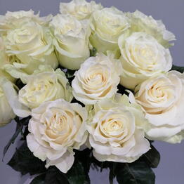 Heppiflora