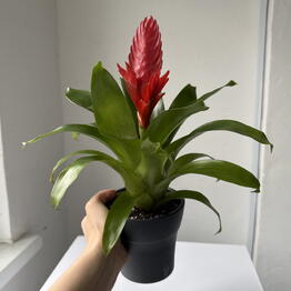 Pocket Jungle
