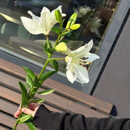 Rosemary