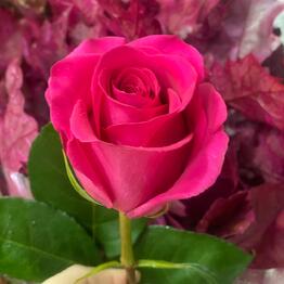  RL flowers na Vyhino