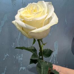 INBLOOM