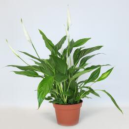 FloraManiya