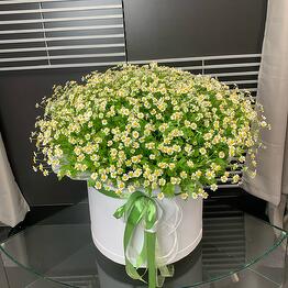 Cutflower