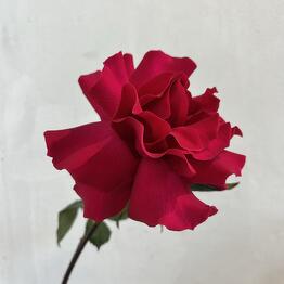 MaVa Flowers