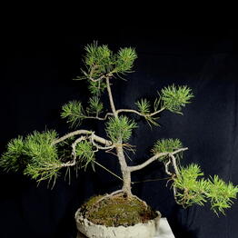 Leshnik Bonsai