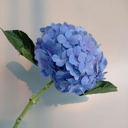 DREAM_FLOWERS_64