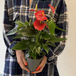 Flower story