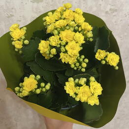 Verba&Sister Flowers