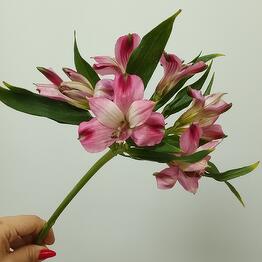 Dekor Flora