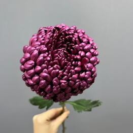 Senti flora