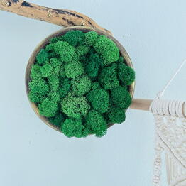  ФлорЭль