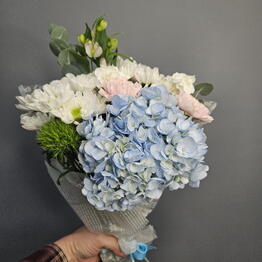 Phlox 